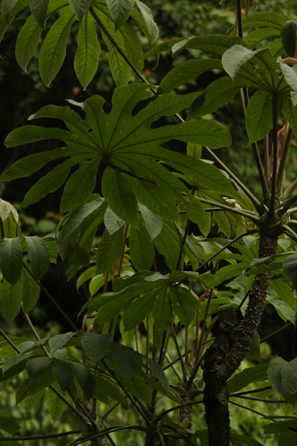 Brassaiopsis mitis