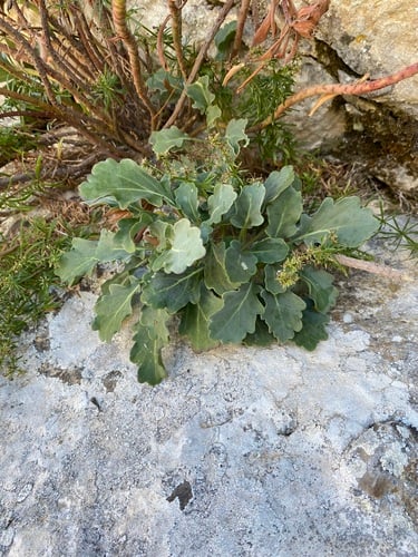 Brassica balearica (Balearic cabbage) — photo