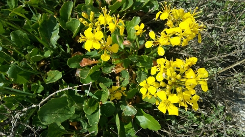 Brassica balearica