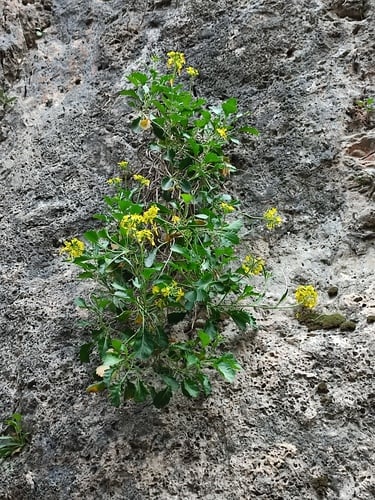 Brassica balearica (Balearic cabbage) — photo