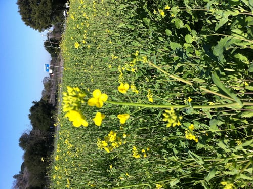 Brassica campestris (Field mustard) — photo