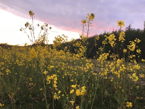 Brassica campestris (Field mustard) — photo