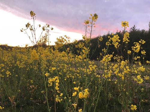 Brassica campestris var. chinoleifera (Flowering white cabbage) — photo