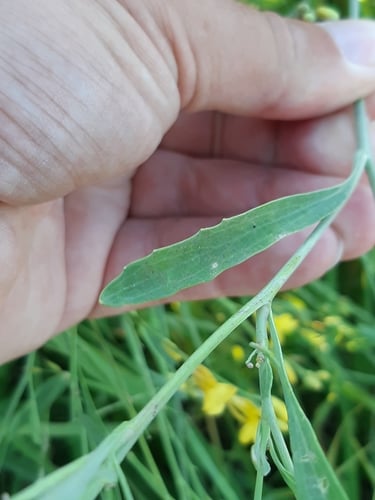 Brassica carinata (Abyssinian cabbage) — photo