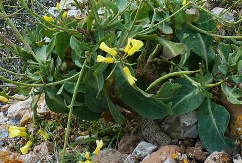 Brassica cretica