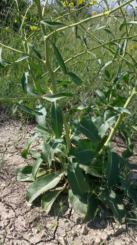 Brassica elongata — photo