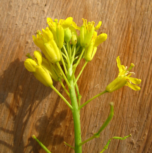 Brassica elongata — photo