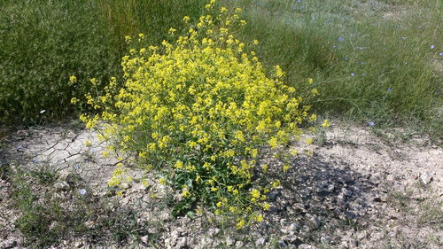 Brassica elongata