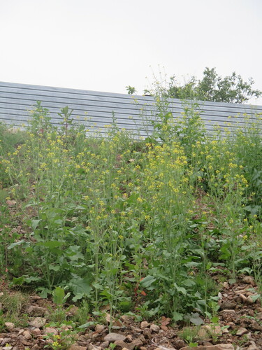 Brassica integrifolia (Mustard Greens) — photo