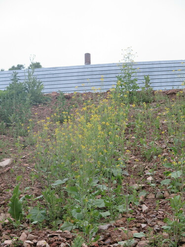 Brassica integrifolia var. chevalieri (Chevalieri) — photo