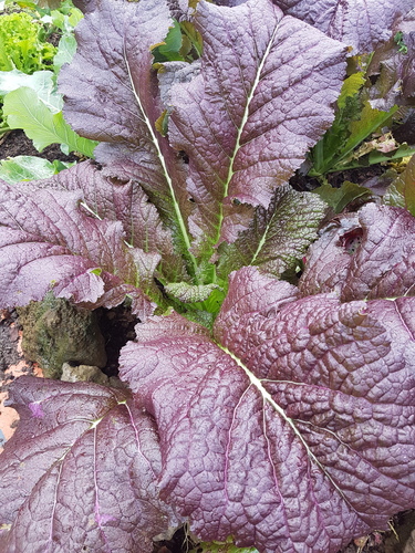 Brassica juncea var. cuneifolia (Indian mustard) — photo