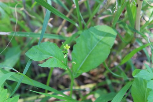 Brassica juncea var. gemmifera (Gemmiferous mustard) — photo