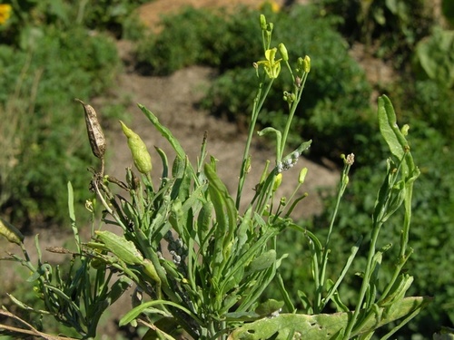 Brassica juncea var. involuta (Involute mustard) — photo