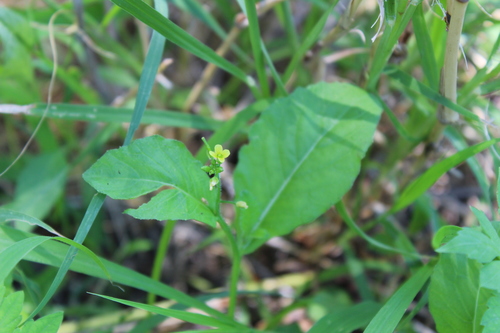 Brassica juncea var. megarrhiza (Tuberous-rooted mustard) — photo
