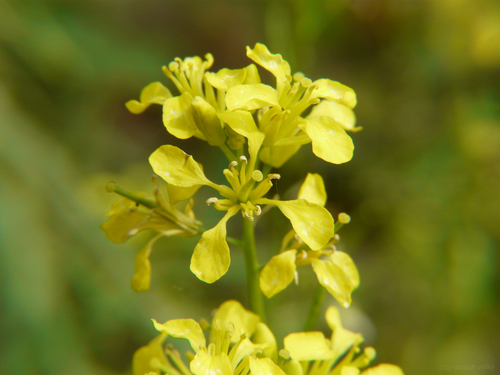 Brassica juncea var. tumida