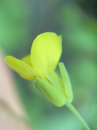 Brassica napus var. arvensis (Coleseed) — photo