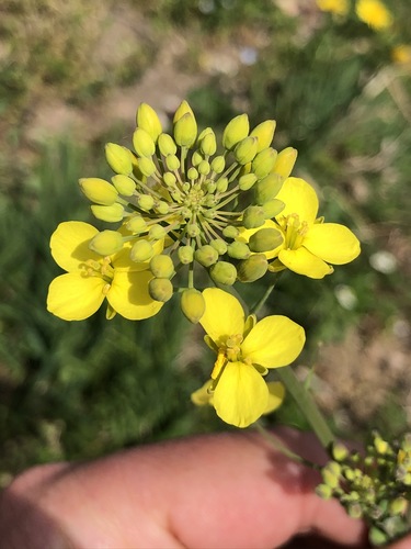 Brassica napus var. pabularia (Curled kitchen kale) — photo