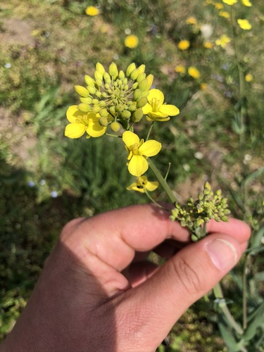 Brassica napus var. pabularia (Curled kitchen kale) — photo