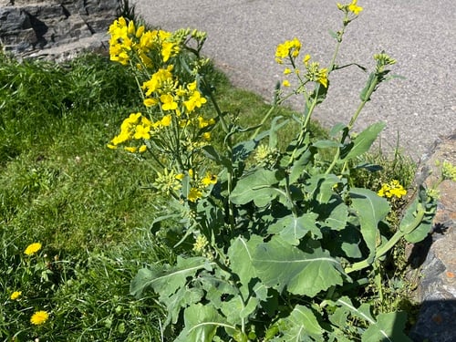Brassica napus var. pabularia