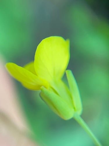Brassica napus var. sahariensis — photo