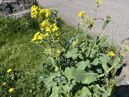 Brassica napus var. sahariensis
