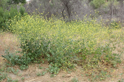 Brassica nigra (Black mustard) — photo