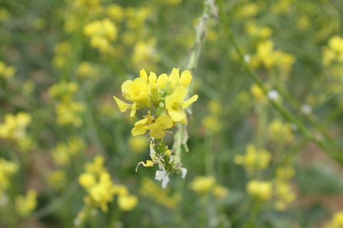 Brassica nigra (Black mustard) — photo