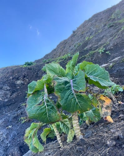 Brassica oleracea var. fruticosa (Thousand-headed kale) — photo