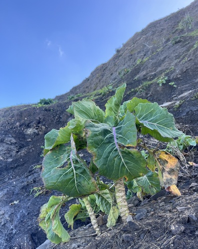 Brassica oleracea var. sabauda (Savoy Cabbage) — photo