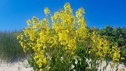 Brassica oleracea var. tronchuda (Portugese cabbage) — photo