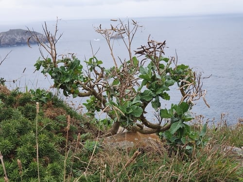 Brassica oleracea var. viridis