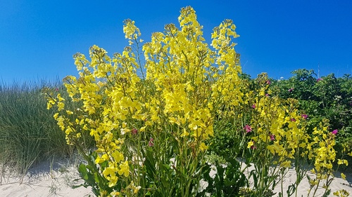 Brassica oleracea x (Big stem broccoli) — photo