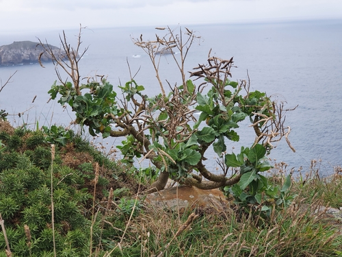 Brassica oleracea x