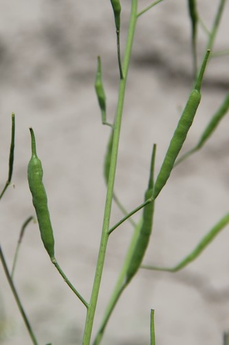Brassica rapa (Wild turnip) — photo