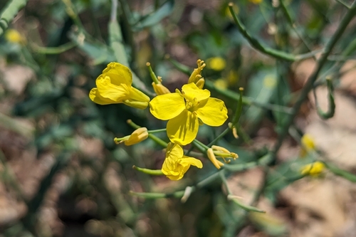 Brassica rapa subsp. rapa