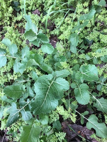Brassica rapa subsp. trilocularis (Indian colza) — photo