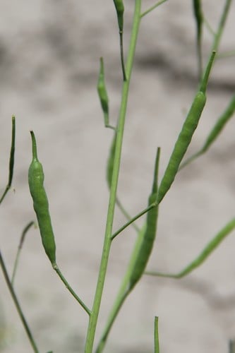Brassica rapa var. japonica (Potherb mustard) — photo