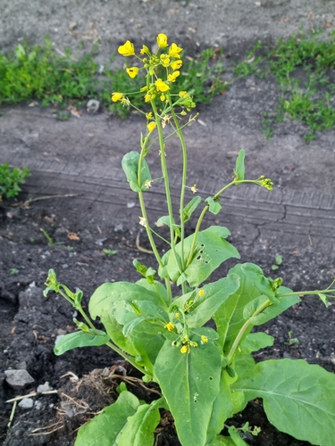 Brassica rapa (Wild turnip) — photo