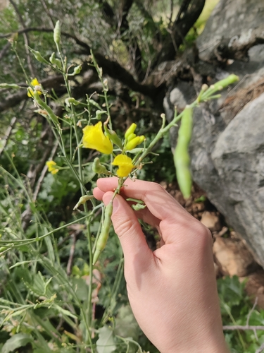 Brassica rupestris