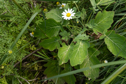 Brassica rupestris (Wild leafy kale) — photo