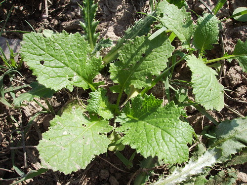 Brassica ruvo (Broccoli raab) — photo
