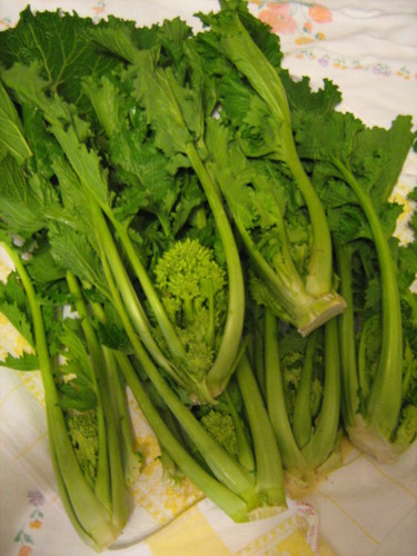 Brassica ruvo