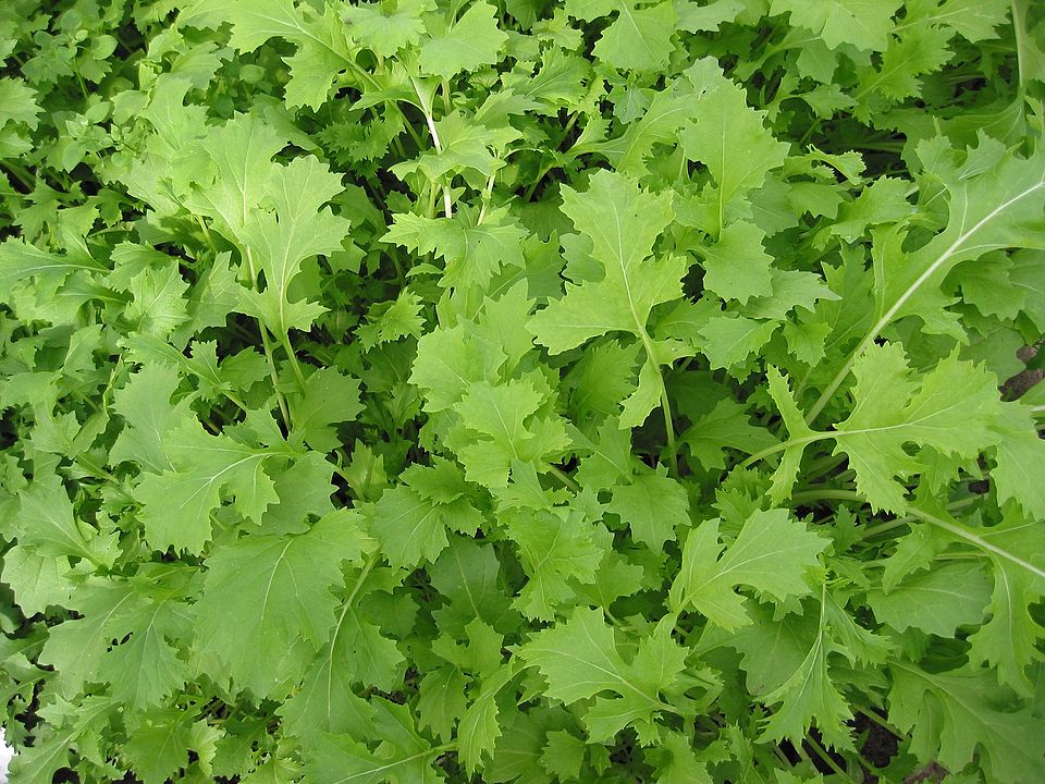 Brassica ruvo (Broccoli raab) — photo