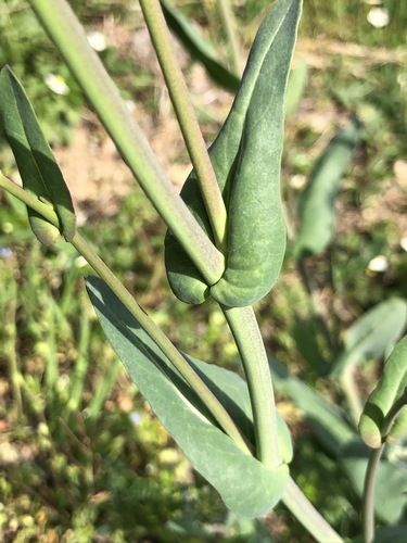 Brassica x sp.