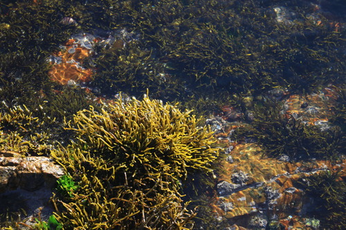 Brassicophycus brassicaeformis (Hanging wrack) — photo