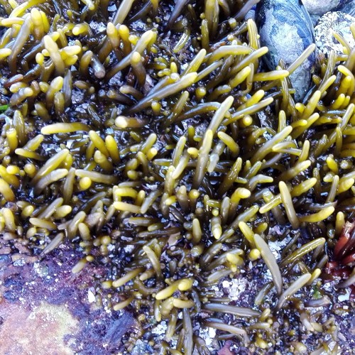 Brassicophycus brassicaeformis (Hanging wrack) — photo