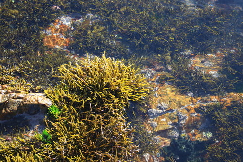 Brassicophycus brassicaeformis