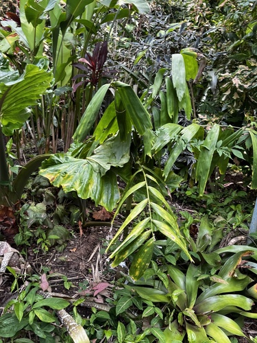 Brassiophoenix drymophloeoides (Dwarf jelly palm) — photo