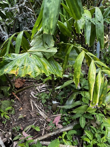 Brassiophoenix drymophloeoides (Dwarf jelly palm) — photo