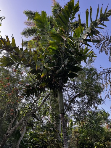 Brassiophoenix drymophloeoides
